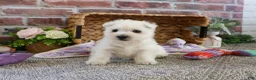 West Highland Terrier dogs for sale: Delight - Ad 5