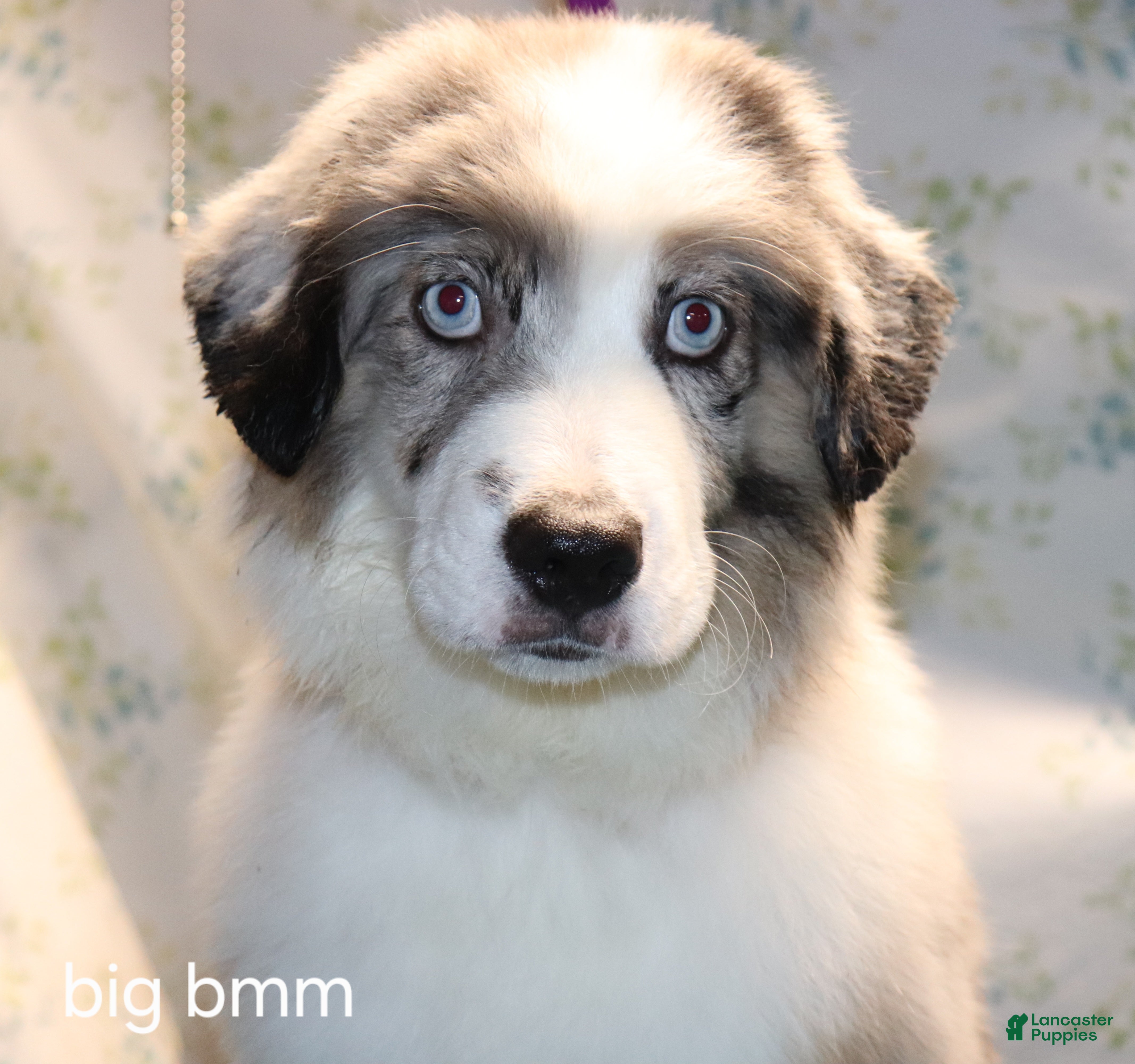 Miniature Australian Shepherd dogs Big bmm - Ad 39
