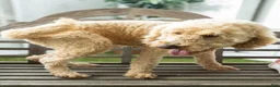 Goldendoodle dogs for sale: Penelope - Ad 3