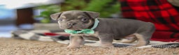 Frenchton dogs for sale: Leo - Ad 5