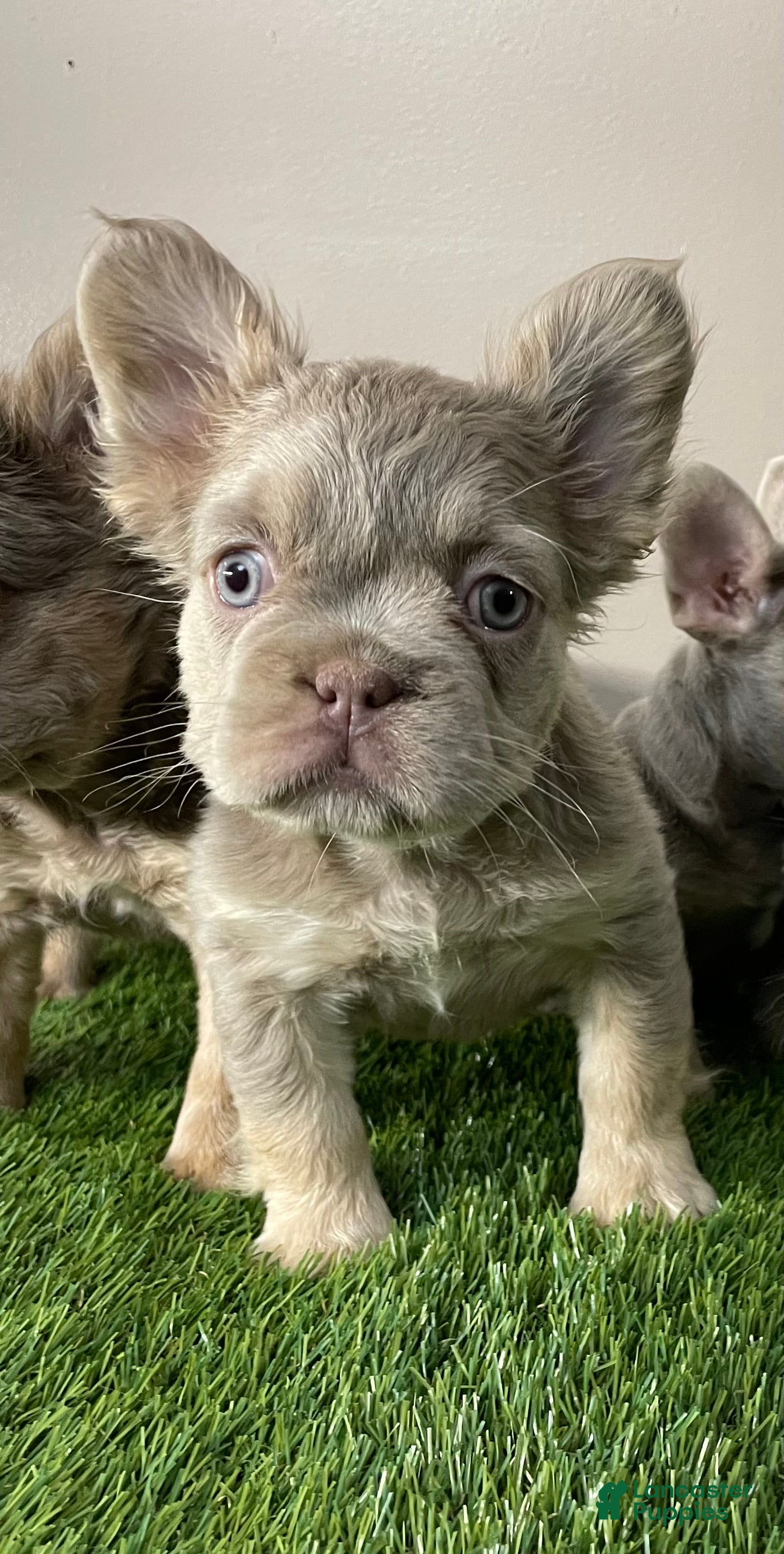 French Bulldog dogs Female 2 - Ad 29