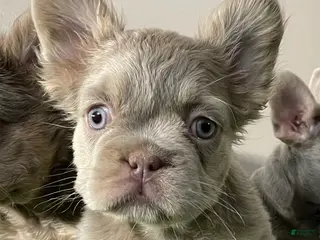 French Bulldog dogs Female 2 - Ad 29