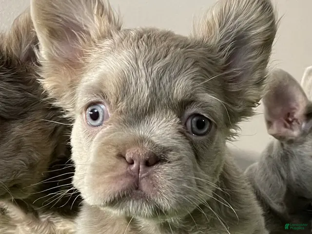 French Bulldog dogs Female 2 - Ad 33