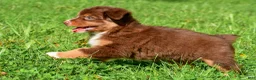 Miniature Australian Shepherd dogs for sale: Izzy - Ad 3