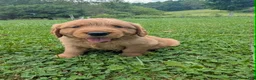 Golden Retriever dogs for sale: Blain - Ad 3
