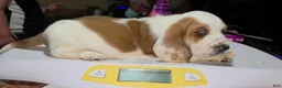 Basset Hound dogs for sale: Basset Hound 1 - Ad 5