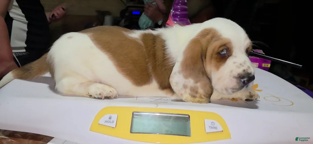 Basset Hound dogs for sale: Basset Hound 1 - Ad 5