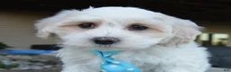 Maltipoo dogs for sale: Max - Ad 4