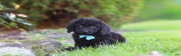 Cavapoo dogs for sale: Vince - Ad 2