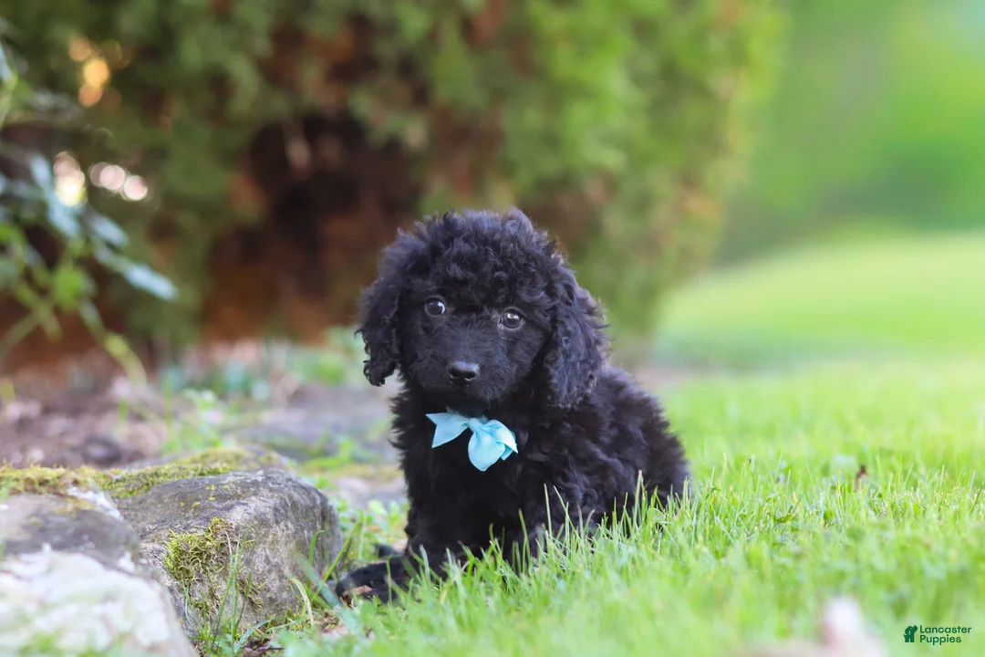 Cavapoo dogs for sale: Vince - Ad 2
