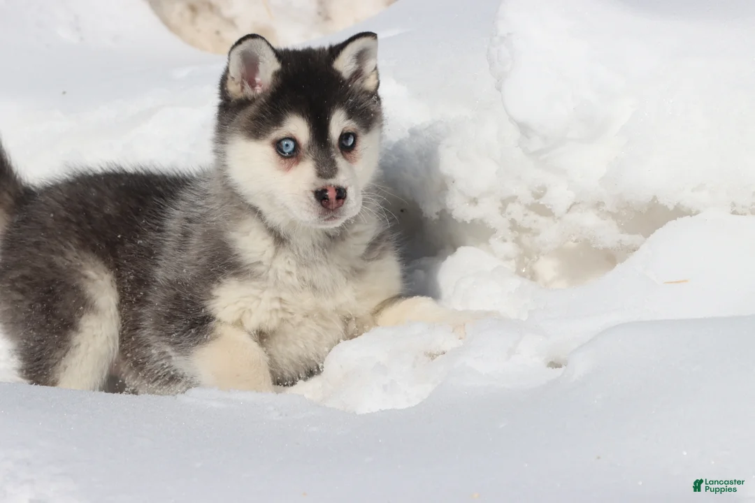 Alaskan Klee Kai dogs for sale: Balto  - Ad 1