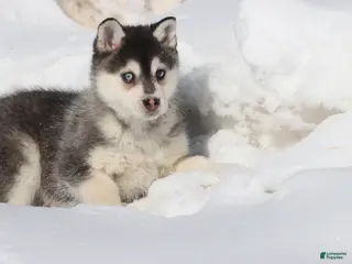 Alaskan Klee Kai dogs Balto - Ad 11