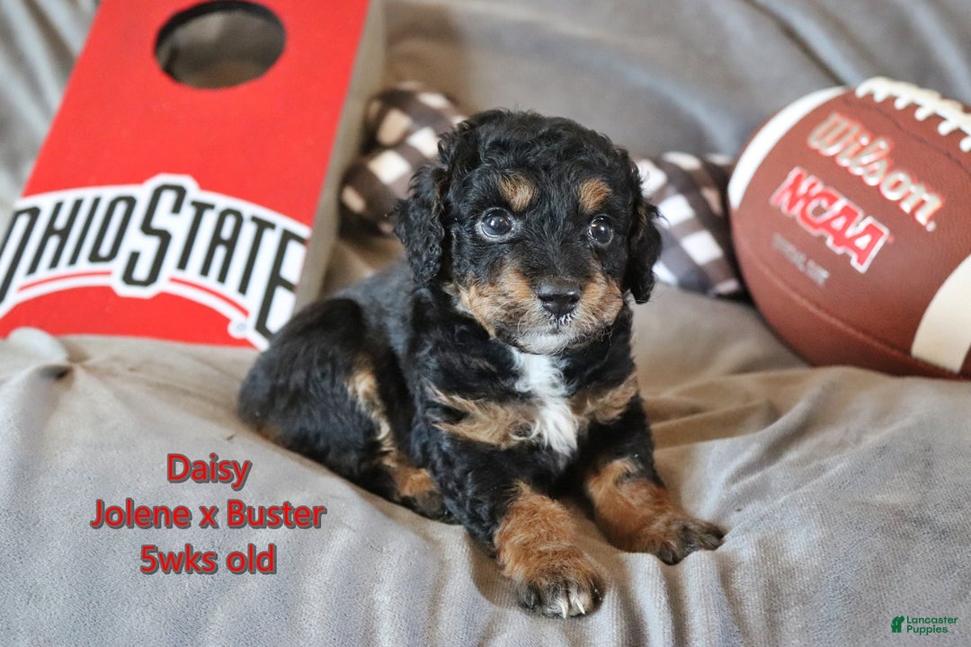 Mini Aussiedoodle dogs for sale: Pluto - Ad 4