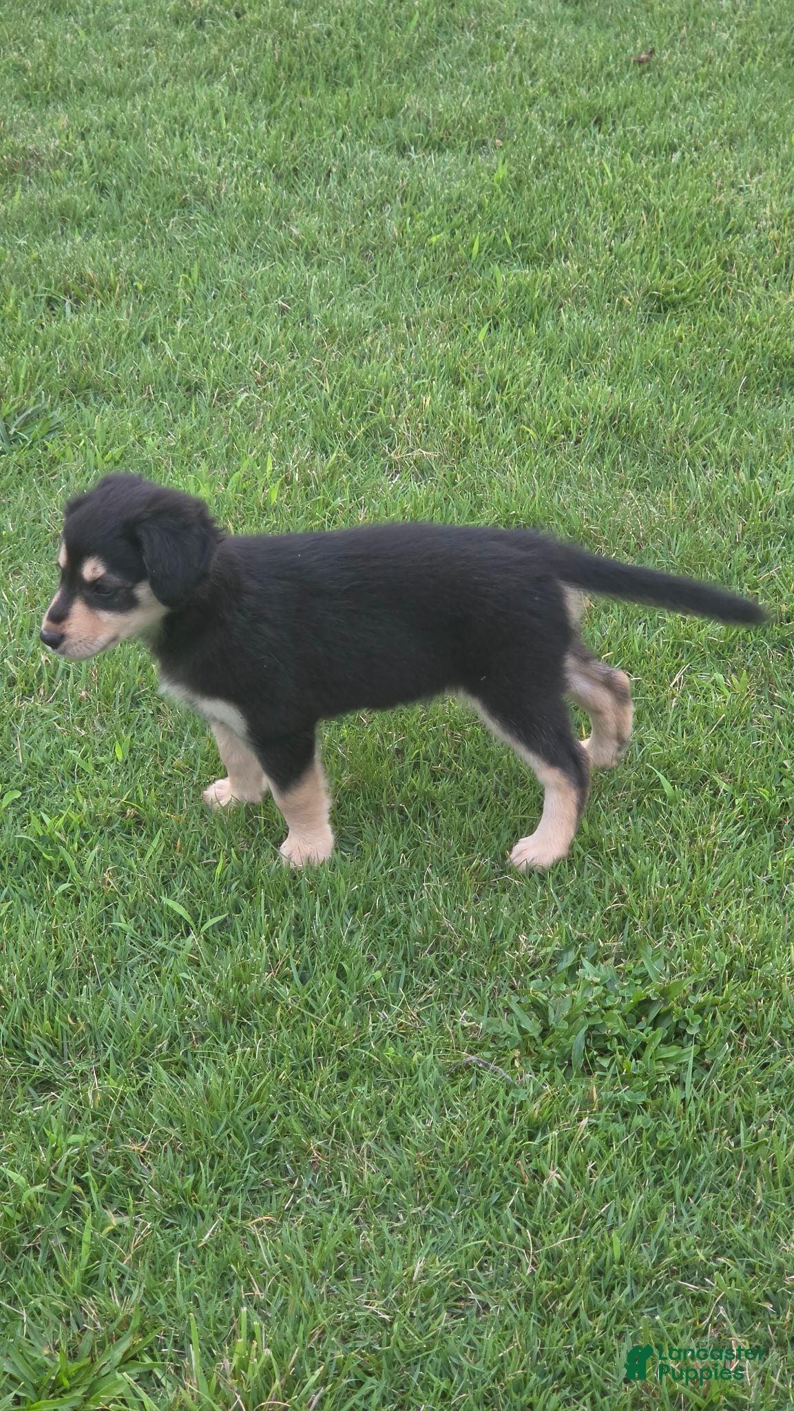 Mixed Breed dogs for sale: Remi - Ad 1