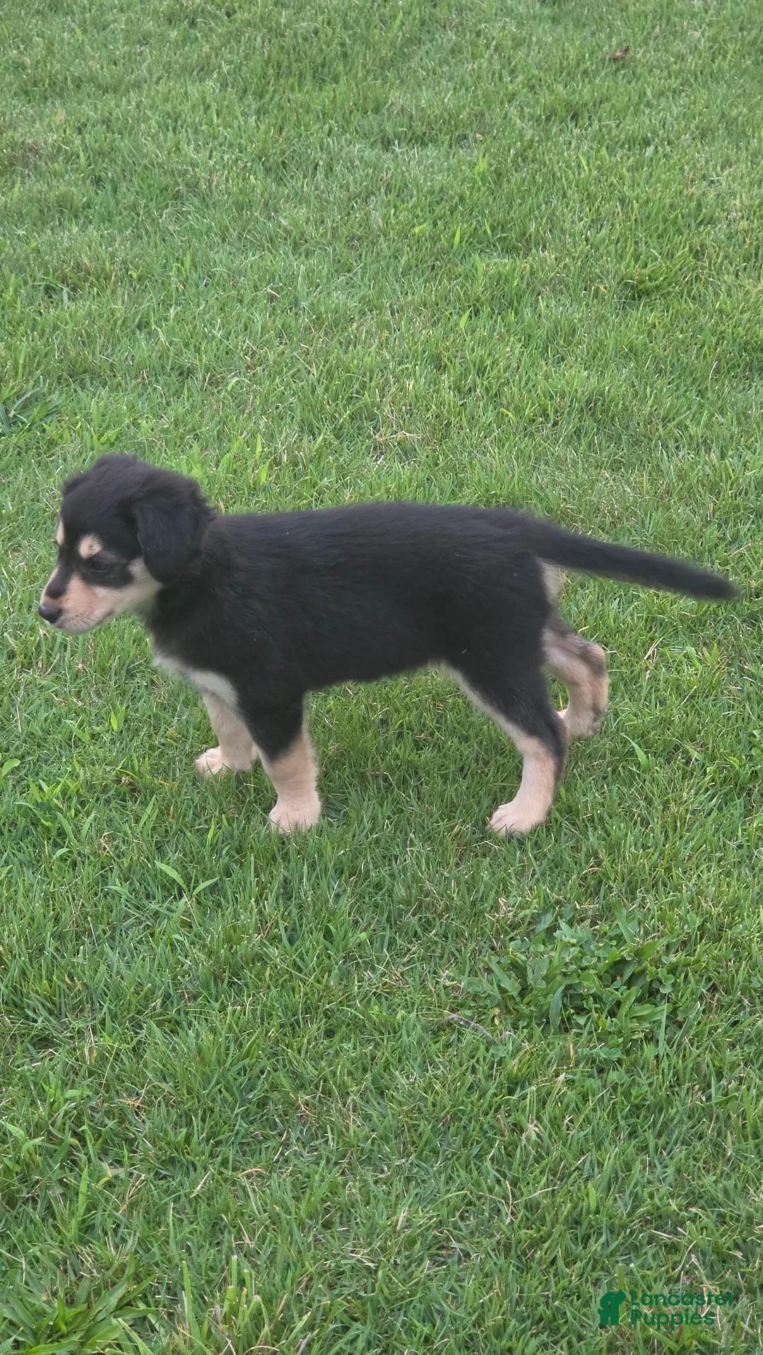 Mixed Breed dogs for sale: Remi - Ad 1