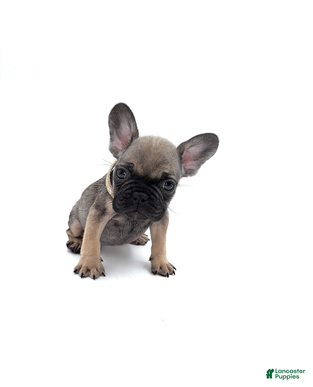 French Bulldog dogs for sale: French Bulldog Puppy 7 - Ad 1