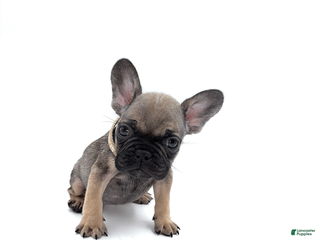 French Bulldog dogs French Bulldog Puppy 7 - Ad 17