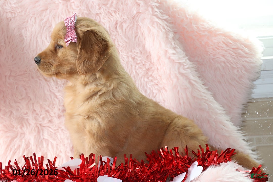 Golden Retriever dogs for sale: Laina - Ad 2