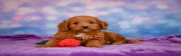 Mini Goldendoodle dogs for sale: ROXANNE - Ad 7