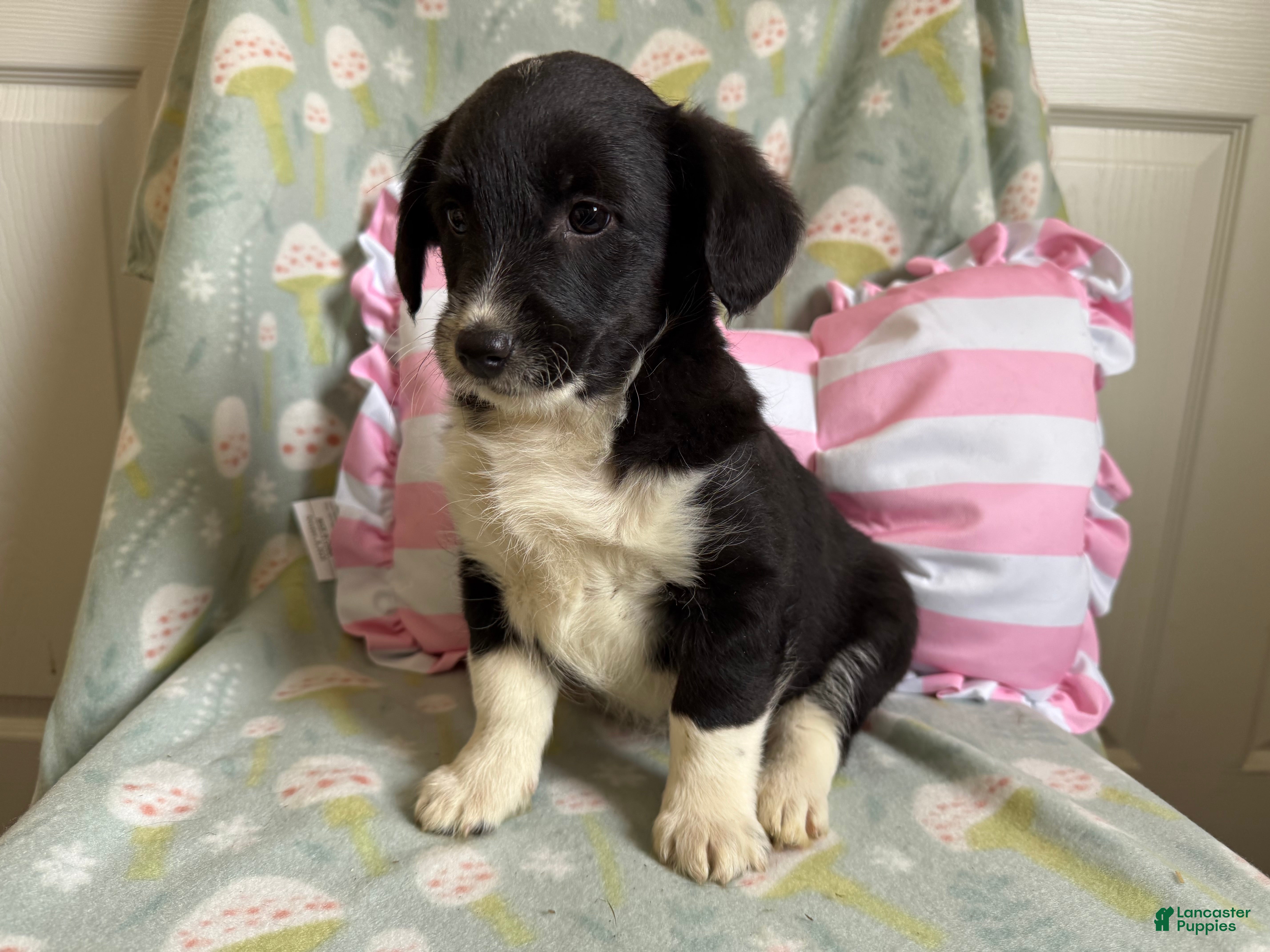 Mixed Breed dogs Juliet - Ad 1