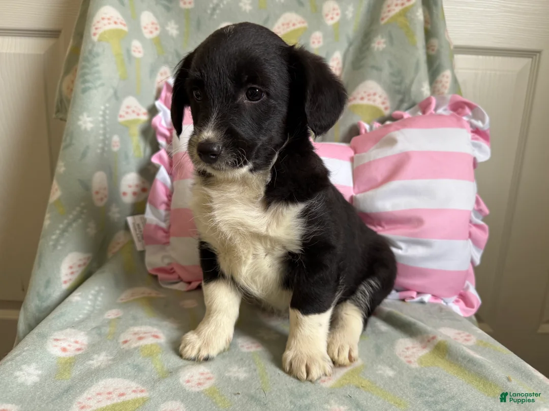 Mixed Breed dogs for sale: Juliet - Ad 1