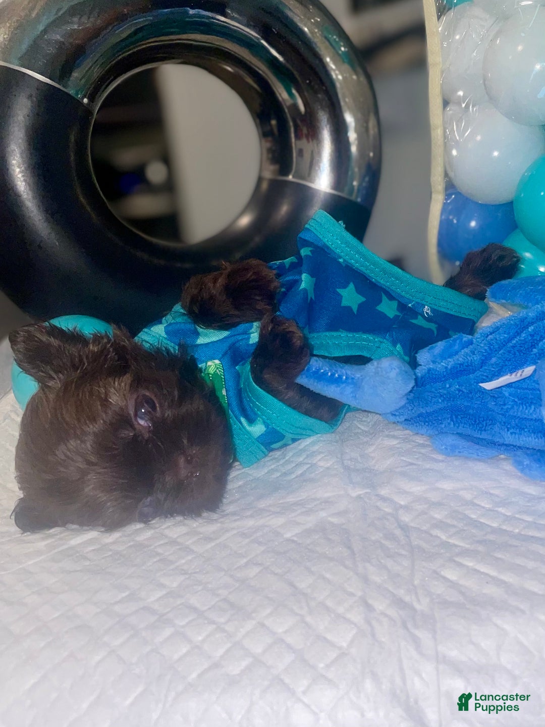 Shih Tzu dogs for sale: Shih Tzu Puppy 4 - Ad 3