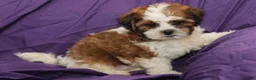 Shihpoo dogs for sale: Scout - Ad 4