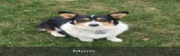 Welsh Corgi Pembroke dogs for sale: Henry - Ad 8