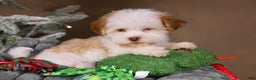 Havanese dogs for sale: Eggnog - Ad 8