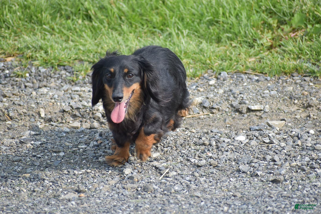 Miniature Dachshund dogs for sale: Abigail - Ad 7