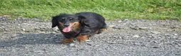 Miniature Dachshund dogs for sale: Arland - Ad 9