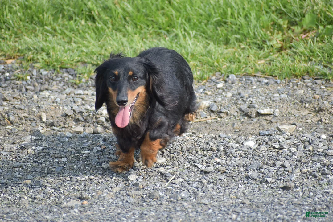 Miniature Dachshund dogs for sale: Arland - Ad 9