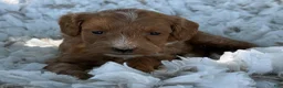 Cavapoo dogs for sale: Crew - Ad 3
