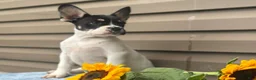 French Bulldog dogs for sale: Sunkist - Ad 3