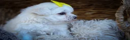 Maltese dogs for sale: Miley💜 - Ad 11