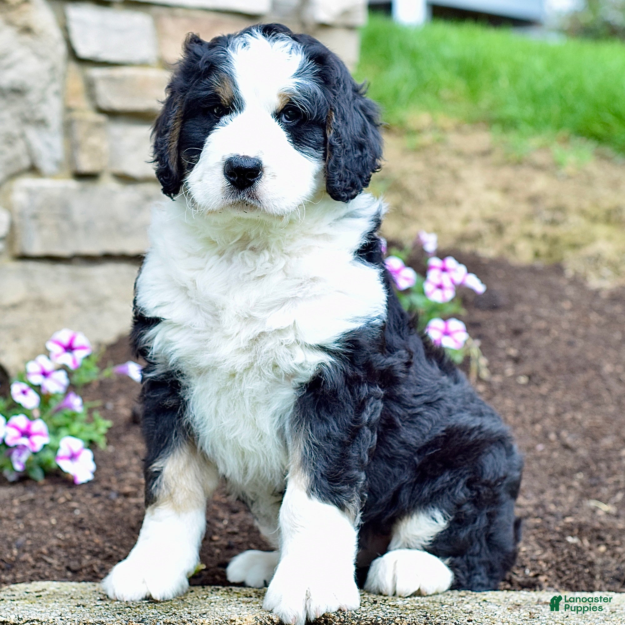 Bernedoodle dogs Mr. Sammy - Ad 1