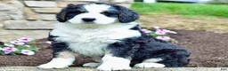 Bernedoodle dogs for sale: Mr. Sammy - Ad 1