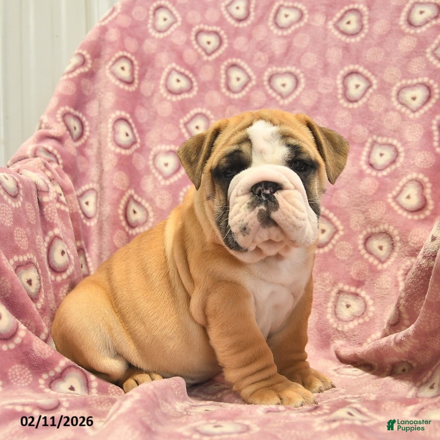 English Bulldog dogs Zander  - Ad 8