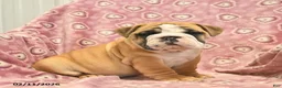 English Bulldog dogs for sale: Zander  - Ad 1