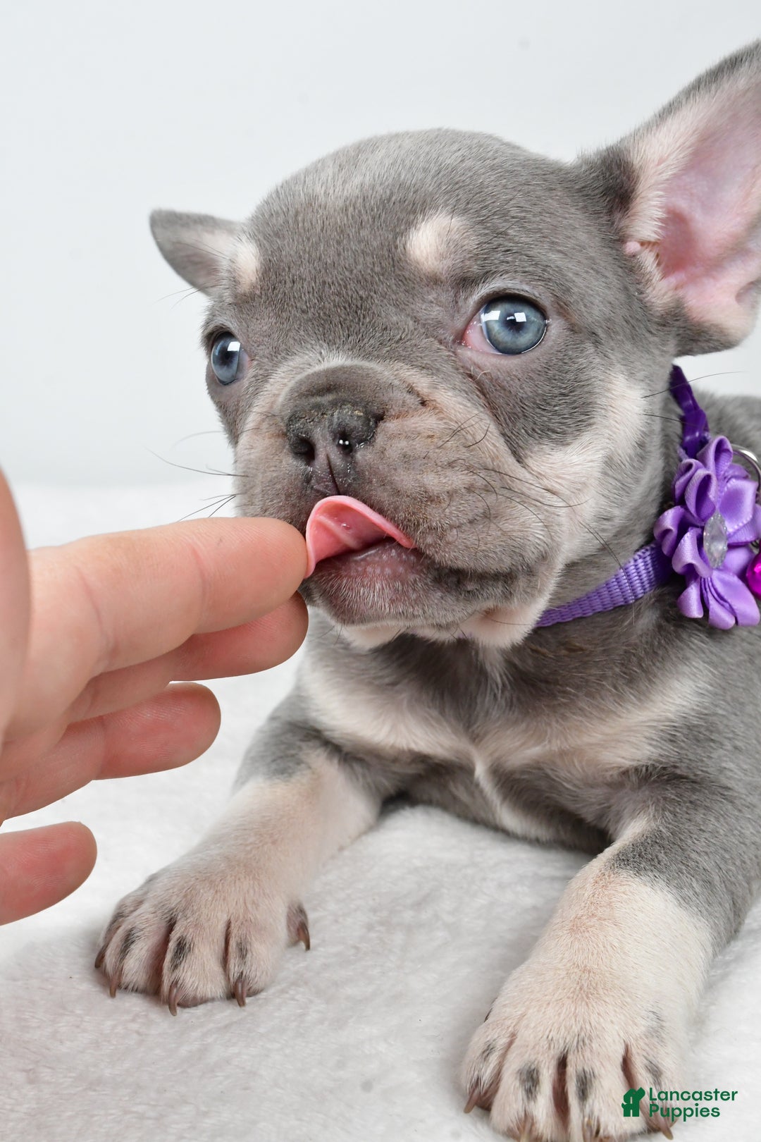 French Bulldog dogs for sale: Kayla - Ad 7