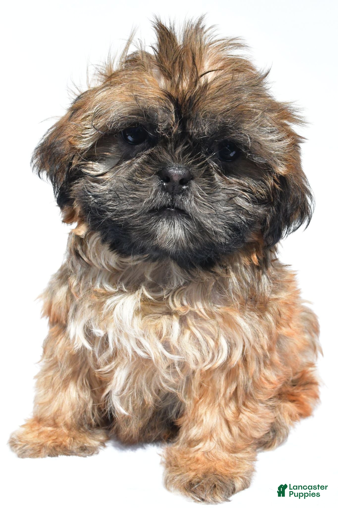 Shih Tzu dogs Vicky - Ad 2