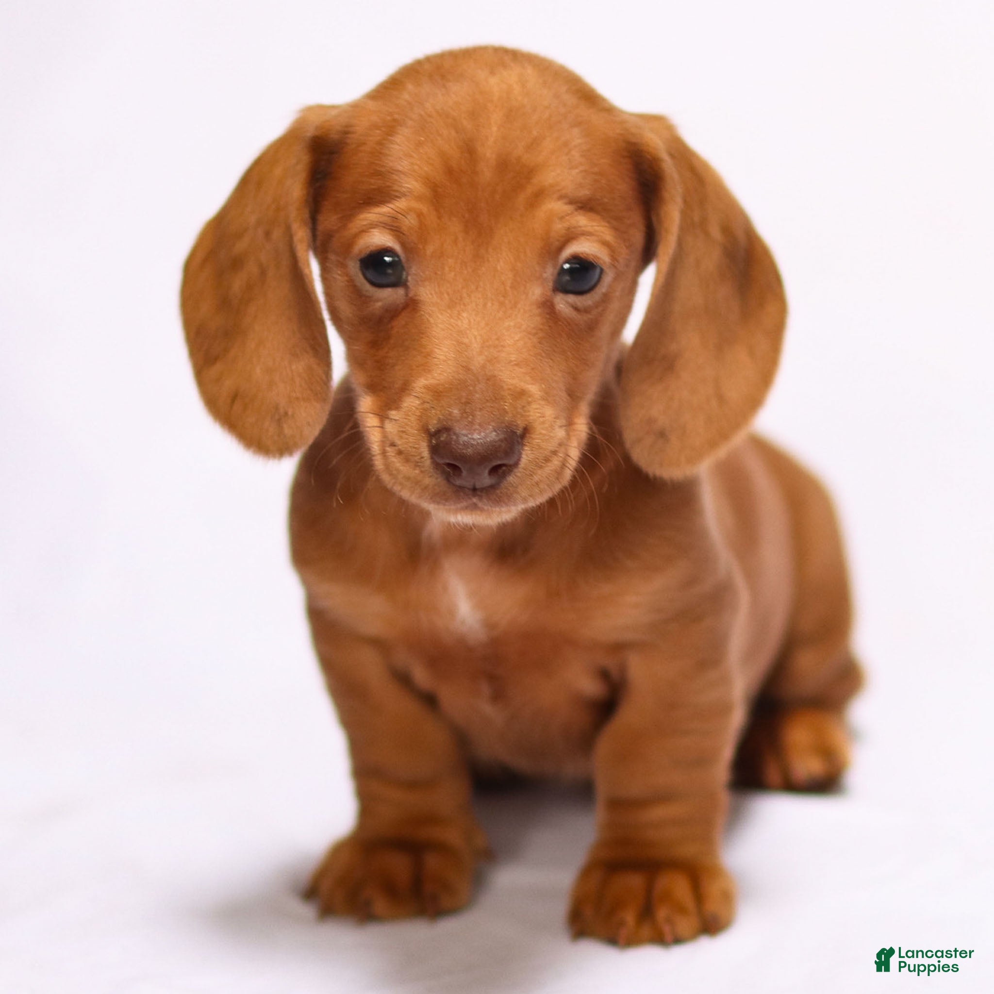 Miniature Dachshund dogs Ronan - Ad 32