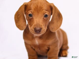 Miniature Dachshund dogs Ronan - Ad 36