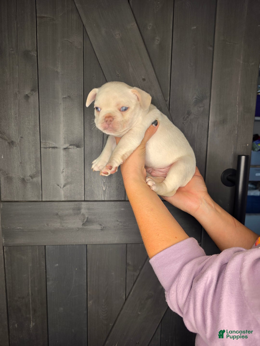 French Bulldog dogs for sale: French Bulldog Puppy 1 - Ad 4