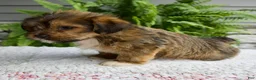 Shorkie dogs for sale: Silas - Ad 4