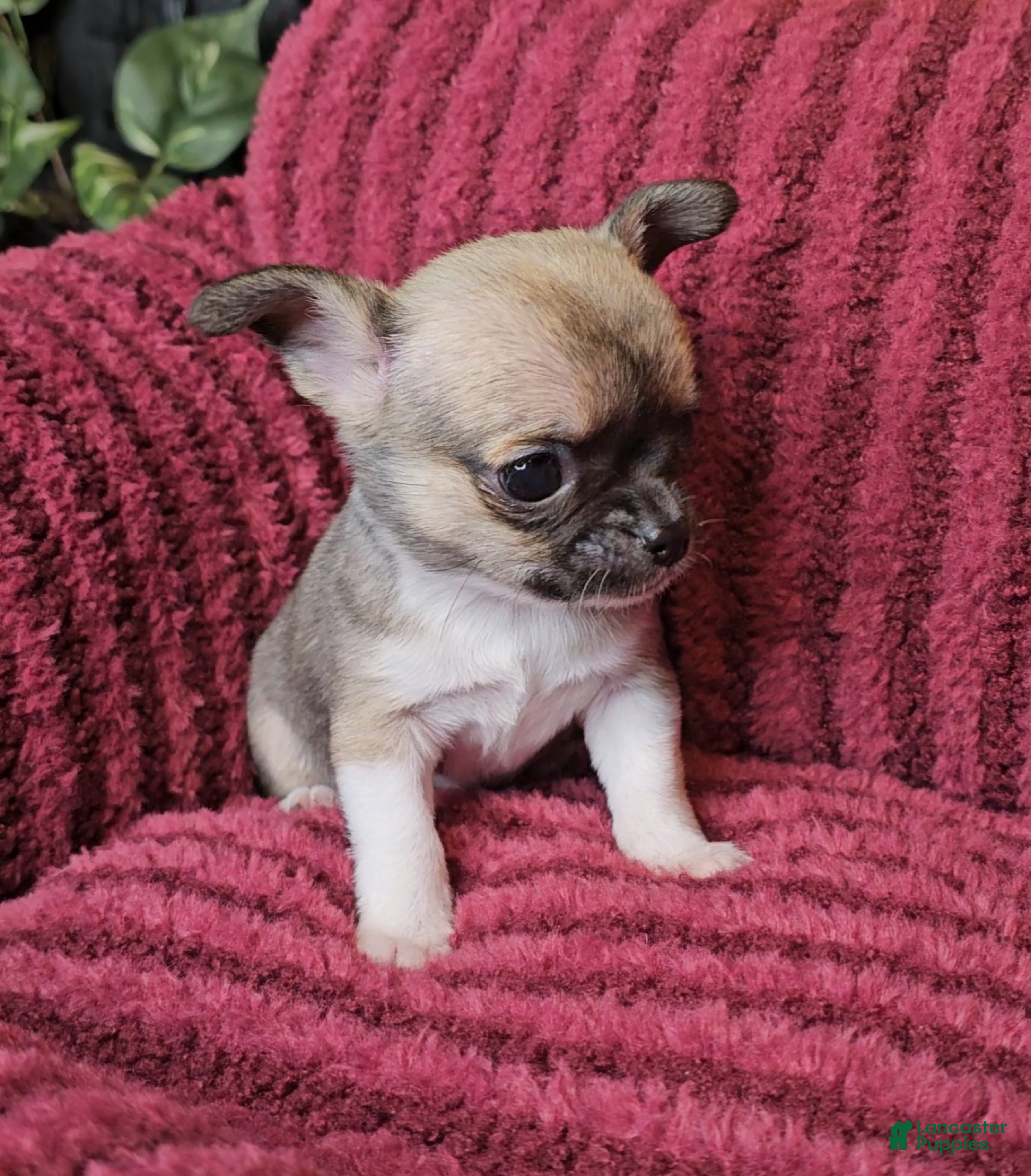 Chihuahua dogs Luna - Ad 22