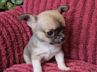 Chihuahua dogs Luna - Ad 22