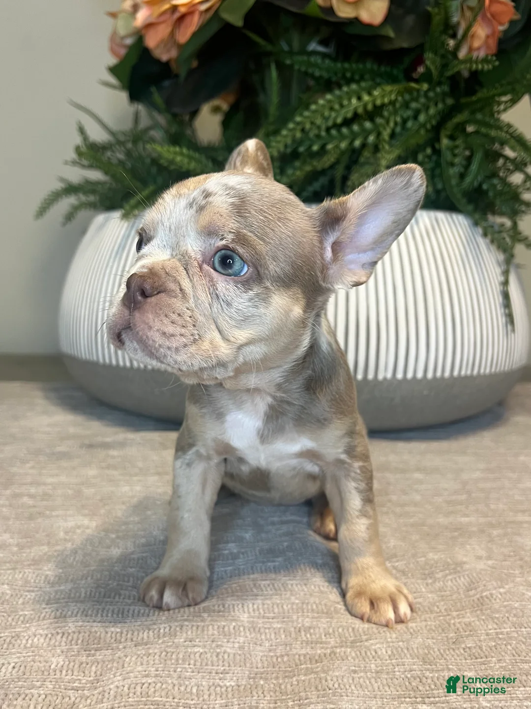 French Bulldog dogs for sale: Bentley - Ad 7