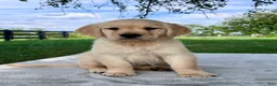 Golden Retriever dogs for sale: Georgia - Ad 1