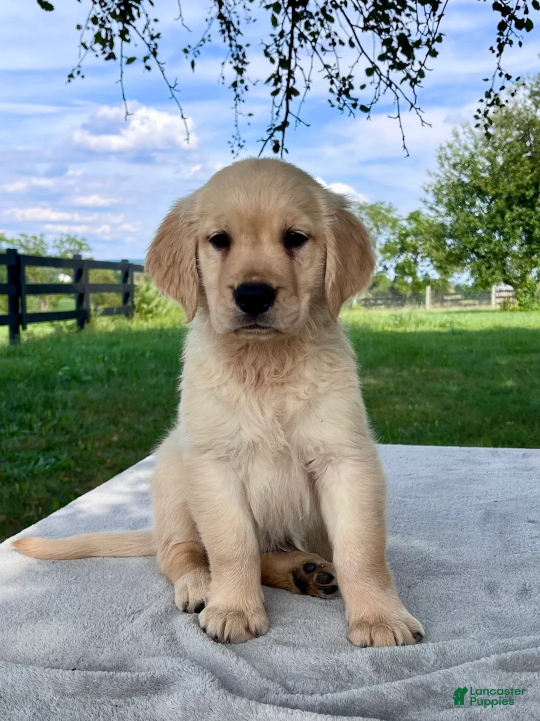 Golden Retriever dogs for sale: Georgia - Ad 1